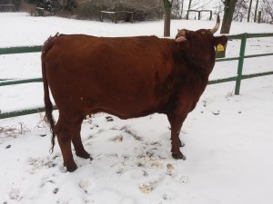 16179852_1551453761549395_2676410011234039146_o