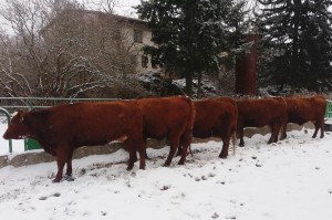 16423085_1551458854882219_6111187773872343321_o