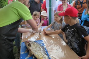 19095445_1705669096127860_9010027940064539837_o